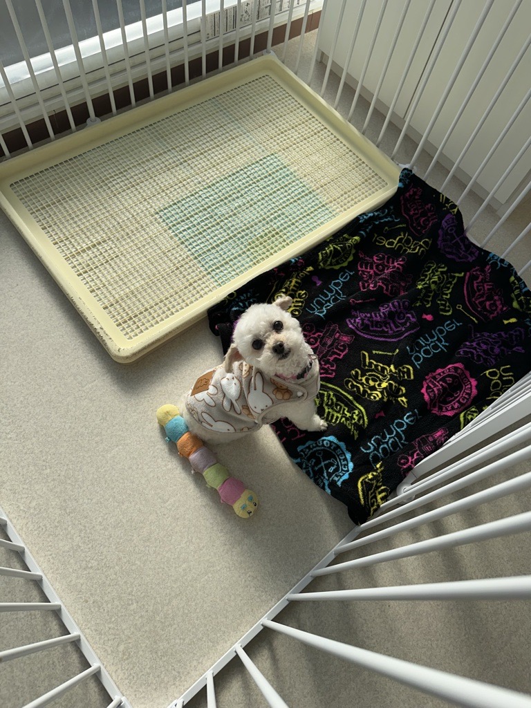 ペットホテルでくつろぐ犬の様子