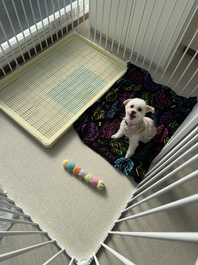 ペットホテルでくつろぐ犬の様子